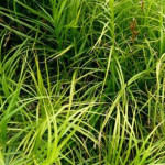 Carex muskingumensis Turzyca palmowa