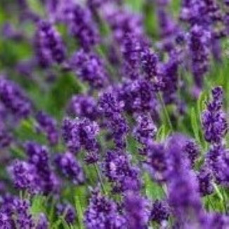 Lavandula angustifolia Blue...