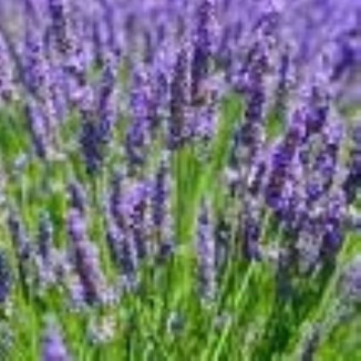 Lavandula angustifolia Blue...
