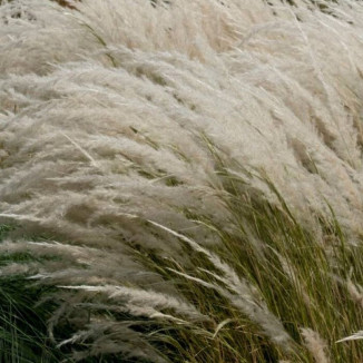 Stipa ichu Ostnica