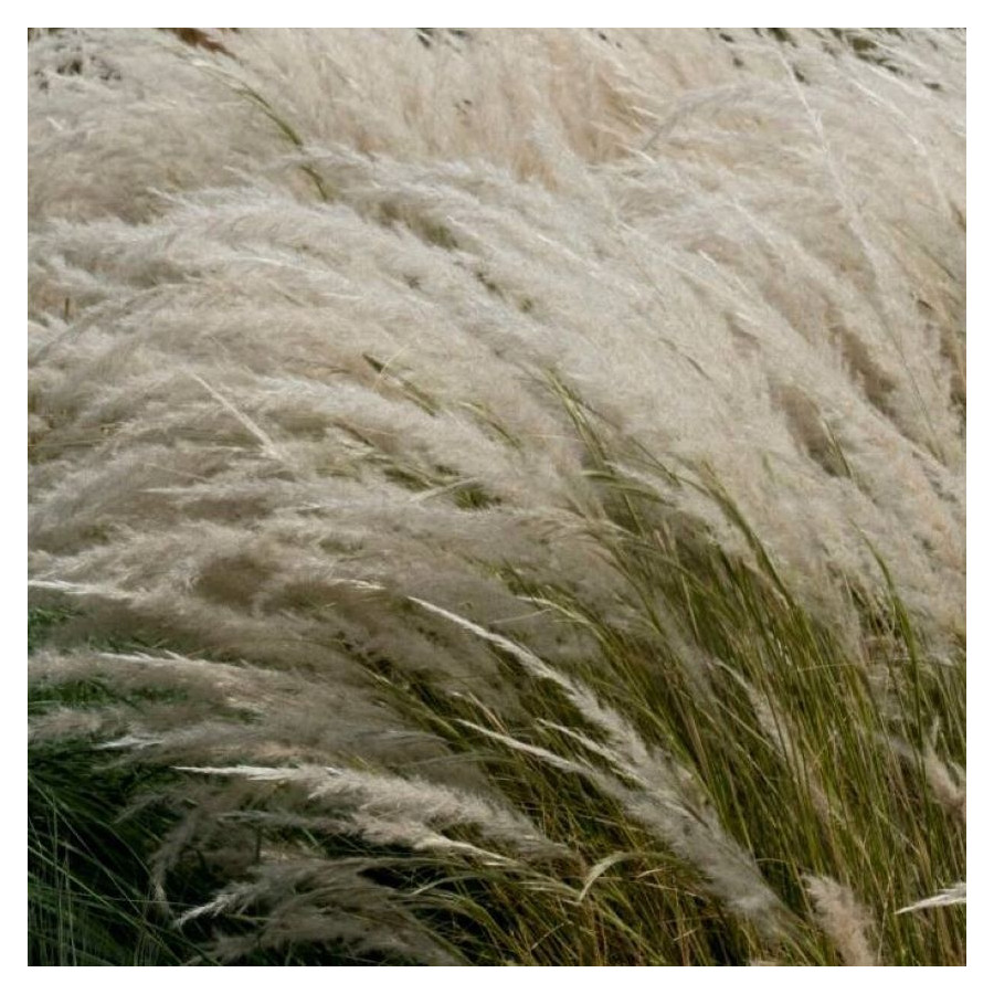 Stipa ichu Ostnica