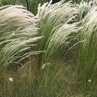 Stipa ichu Ostnica