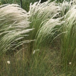 Stipa ichu Ostnica