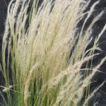Stipa ichu Ostnica