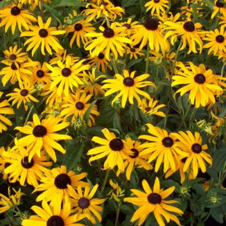 Rudbeckia fulgida Goldsturm Rudbekia błyskotliwa