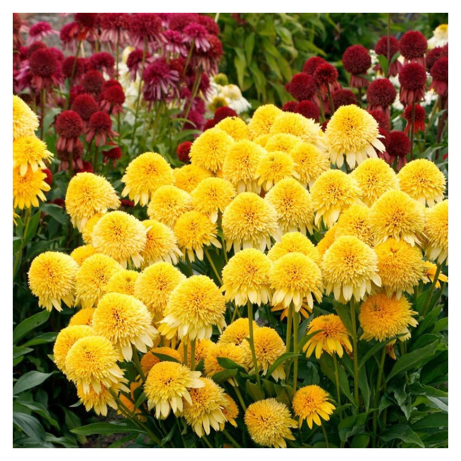 Echinacea Cara Mia Yellow Jeżówka