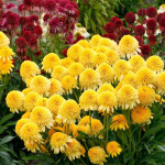 Echinacea Cara Mia Yellow Jeżówka