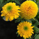 Echinacea Cara Mia Yellow Jeżówka