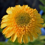 Echinacea Cara Mia Yellow Jeżówka