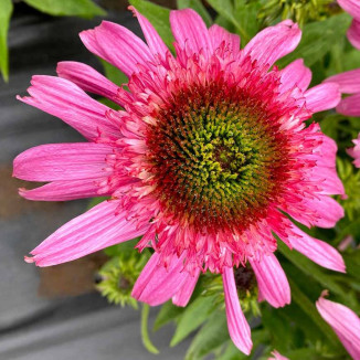 Echinacea Sundial Pink Jeżówka
