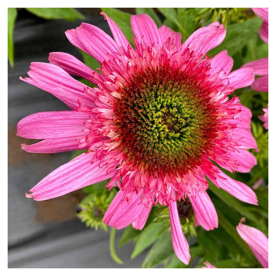 Echinacea Sundial Pink Jeżówka