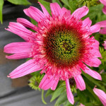 Echinacea Sundial Pink Jeżówka