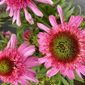 Echinacea Sundial Pink Jeżówka