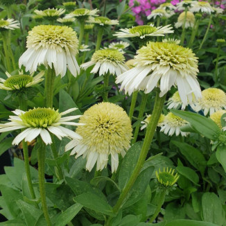 Echinacea Delicious Ice...