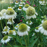 Echinacea Delicious Ice Jeżówka