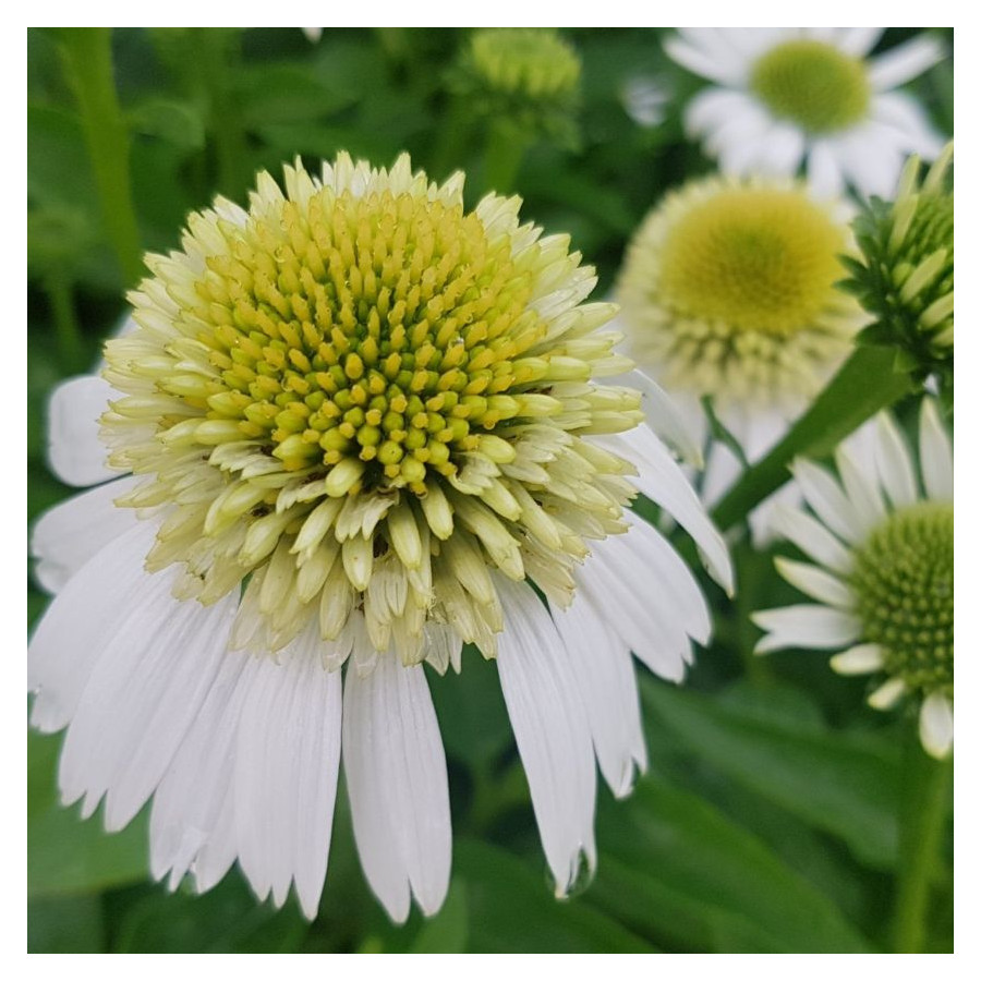 Echinacea Delicious Ice Jeżówka