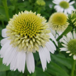 Echinacea Delicious Ice Jeżówka