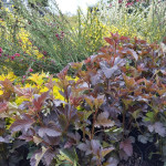 Physocarpus Opulifolius Diabolo Pęcherznica Kalinolistna
