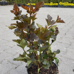 Physocarpus Opulifolius Diabolo Pęcherznica Kalinolistna