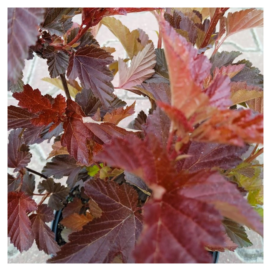 Physocarpus opulifolius Lady in Red Pęcherznica Pęcherznica