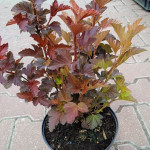 Physocarpus opulifolius Lady in Red Pęcherznica Pęcherznica