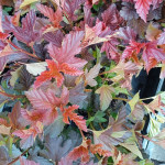 Physocarpus opulifolius Lady in Red Pęcherznica Pęcherznica