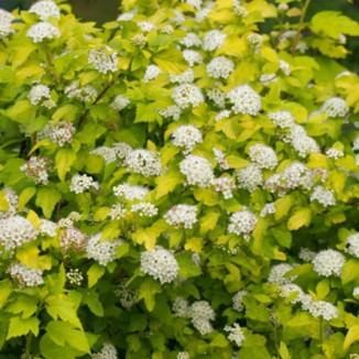 Physocarpus Opulifolius...
