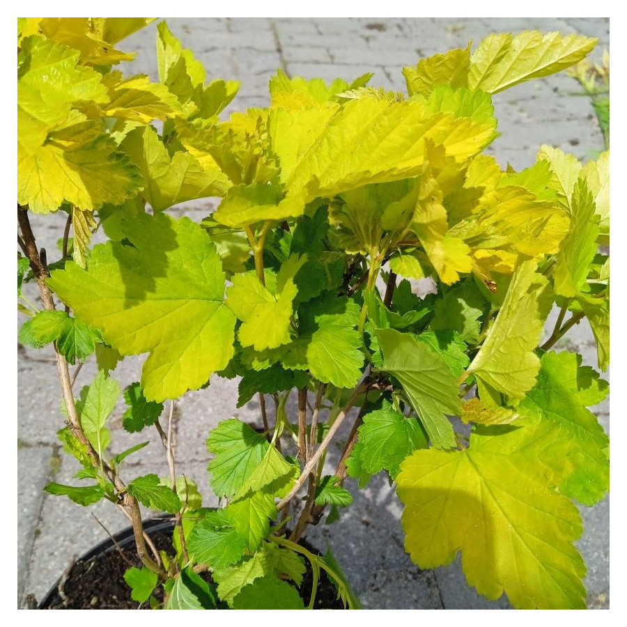 Physocarpus Opulifolius Darts Gold Pęcherznica Kalinolistna