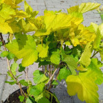 Physocarpus Opulifolius Darts Gold Pęcherznica Kalinolistna