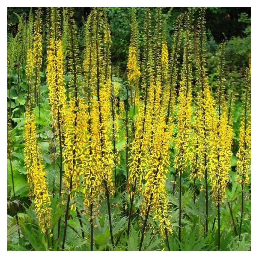 Ligularia Przewalskii Języczka Przewalskiego