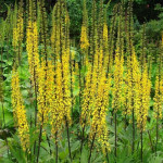 Ligularia Przewalskii Języczka Przewalskiego