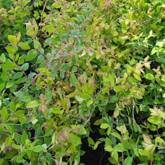 Symphoricarpos chenaultii...