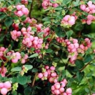 Symphoricarpos chenaultii...