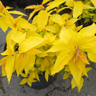Spiraea japonica Goldmound...