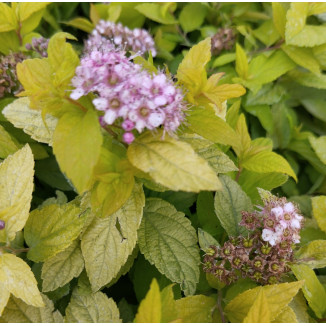 Spiraea japonica Goldmound...