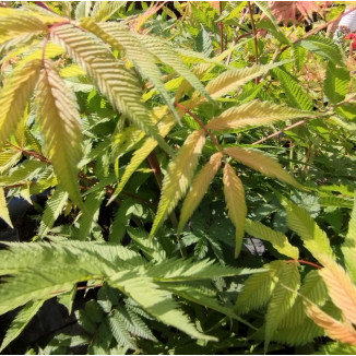 Sorbaria sorbifolia Sem...