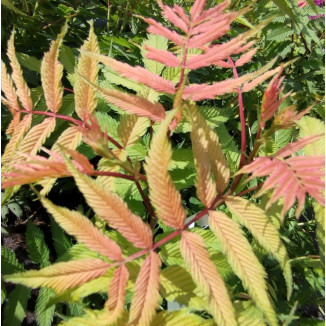 Sorbaria sorbifolia Sem...