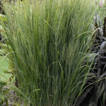 Panicum virgatum Northwind Proso rózgowe