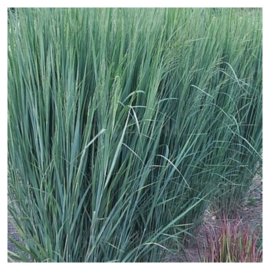Panicum virgatum Northwind Proso rózgowe