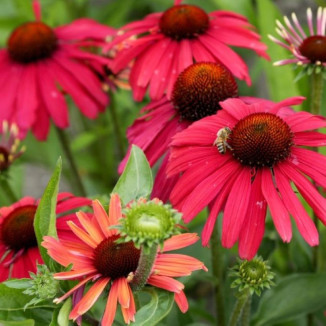 Echinacea Red Effect Jeżówka