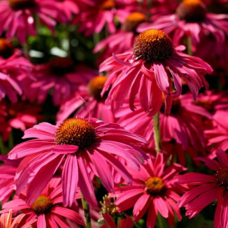 Echinacea Red Effect Jeżówka