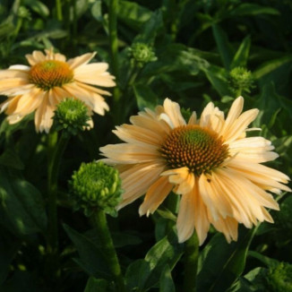 Echinacea Sensation Mango...