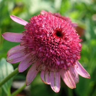 Echinacea Summer Candy Jeżówka