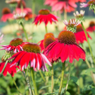 Echinacea Sombrero Salsa...