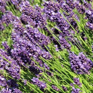 Lavandula angustifolia Aromatico Blue Lawenda wąskolistna