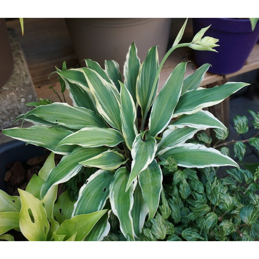 Hosta Deliverance Hosta Hosta Deliverance Hosta