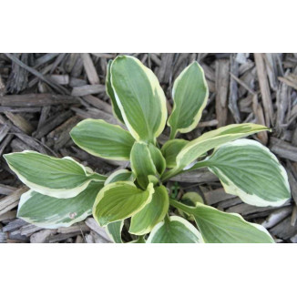 Hosta Piccobello Funkia