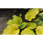 Hosta School Bus Funkia Hosta School Bus Funkia