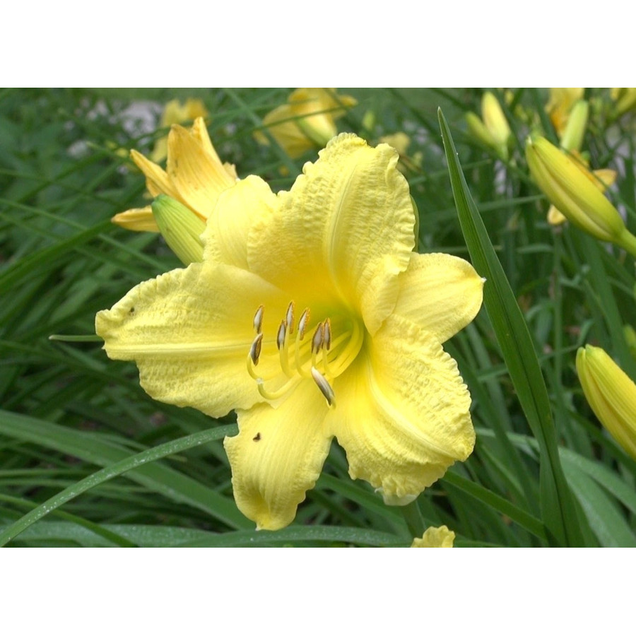 Hemerocallis Happy Returns Liliowiec Hemerocallis Happy Returns Liliowiec