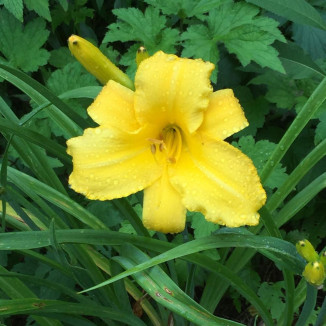 Hemerocallis Mary Todd Liliowiec